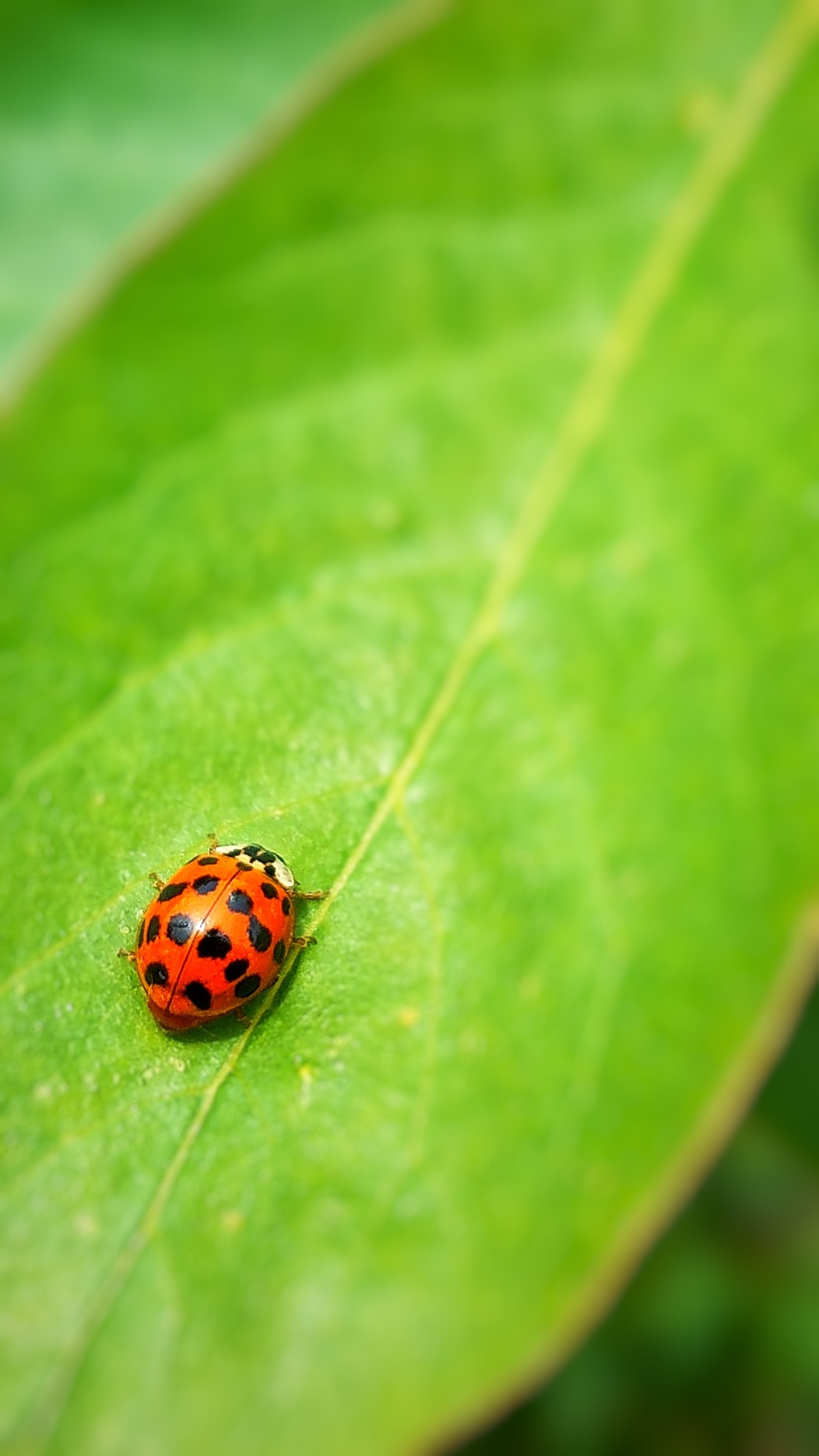 【vivo xp6】小瓢虫-第3页-手机摄影-vivo官网社区