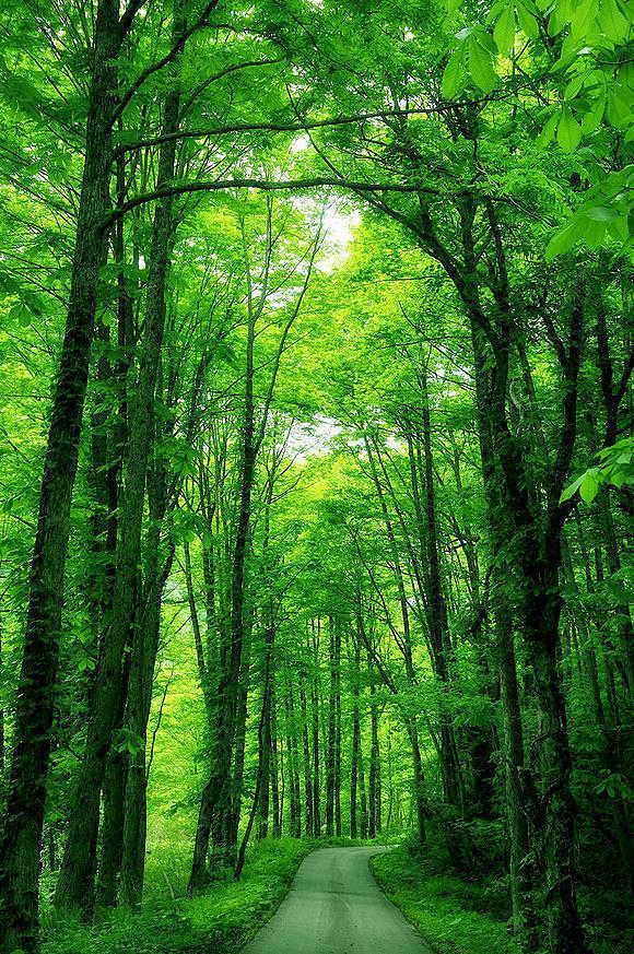 绿树林手机壁纸图片