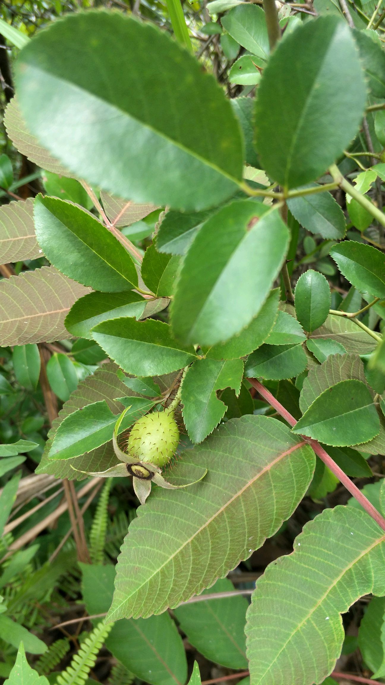 老家山上的金樱子