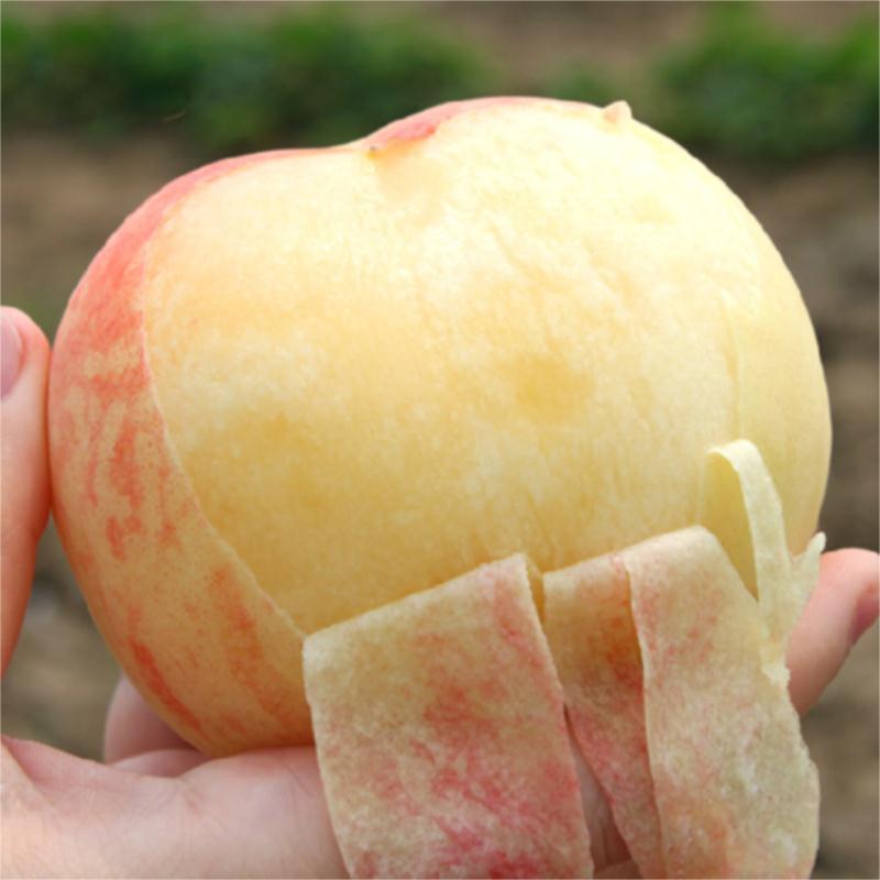 【5月签】水蜜桃来了