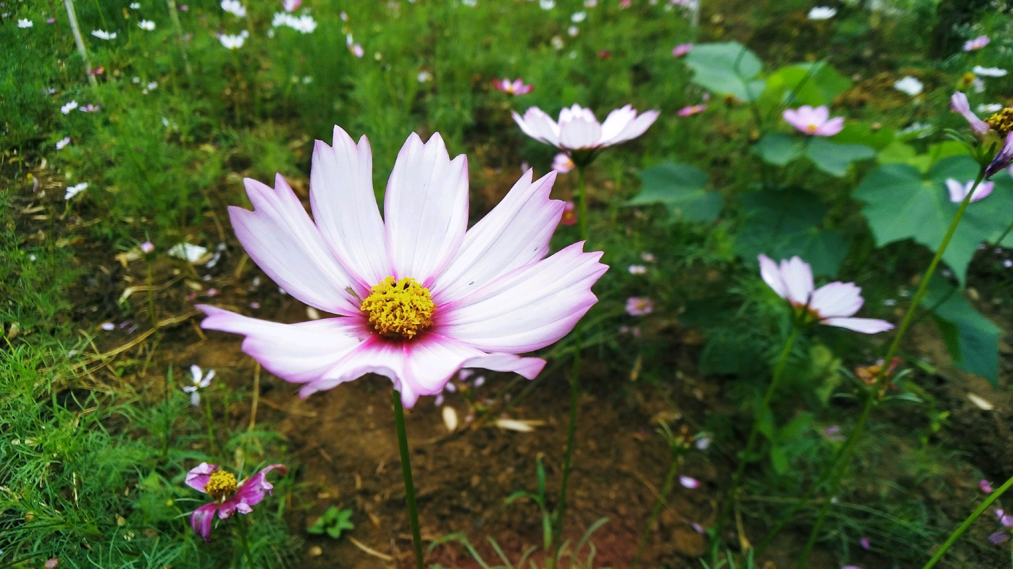 【vivox9】一路格桑花开