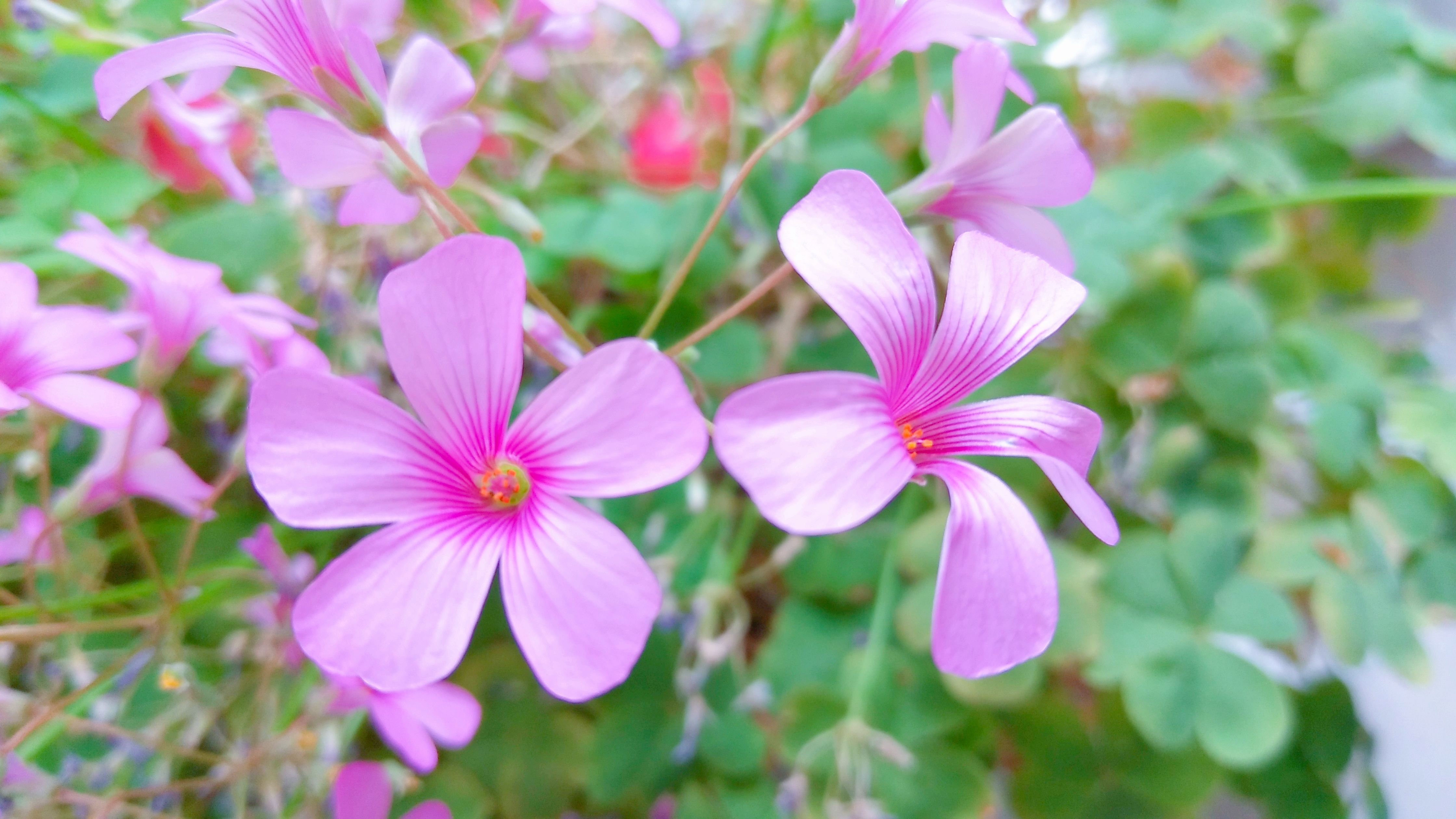 红花酢浆草(红花酢浆草花语寓意)