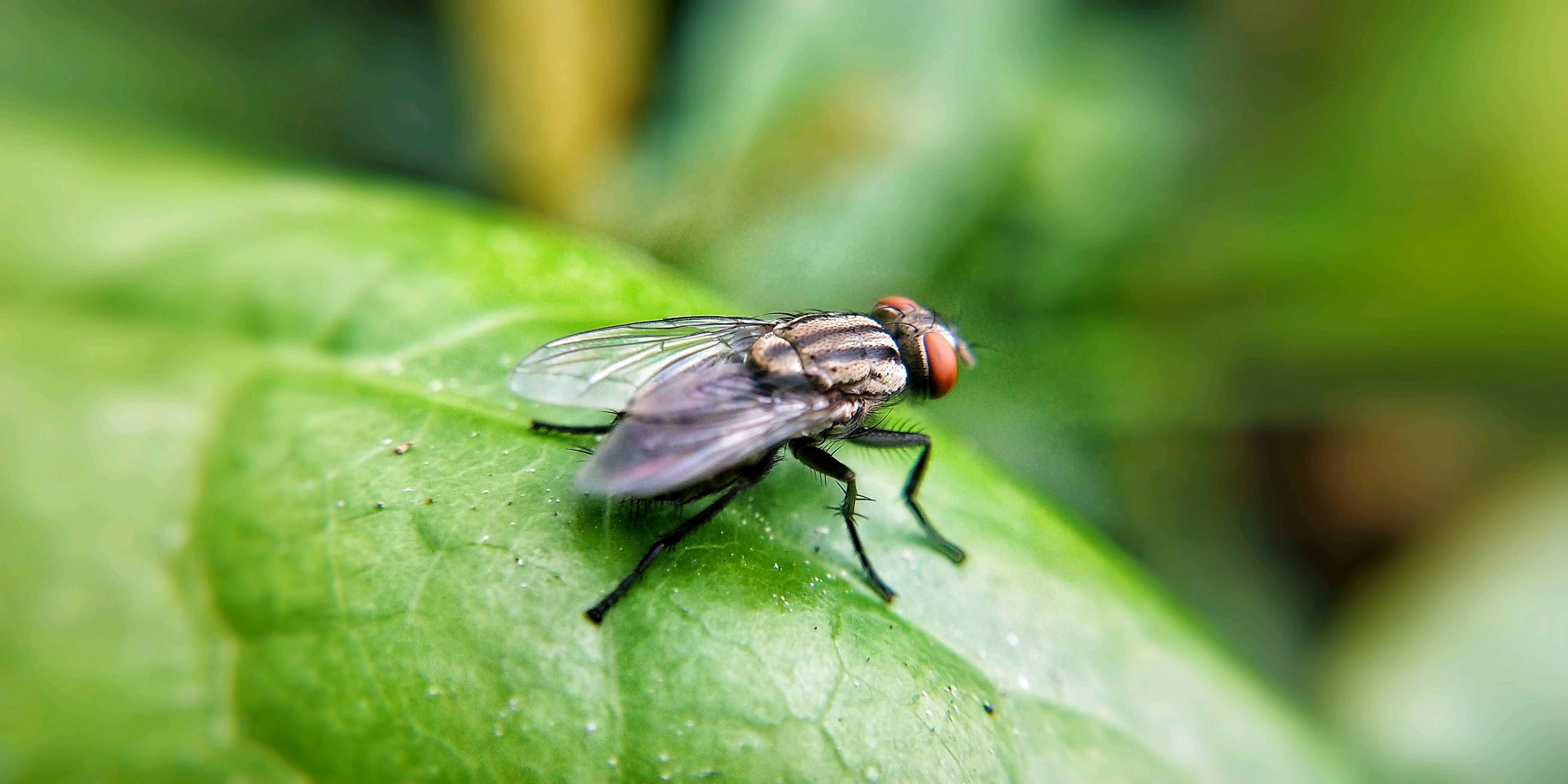 【x20】厌恶的苍蝇-第4页-手机摄影-vivo官网社区