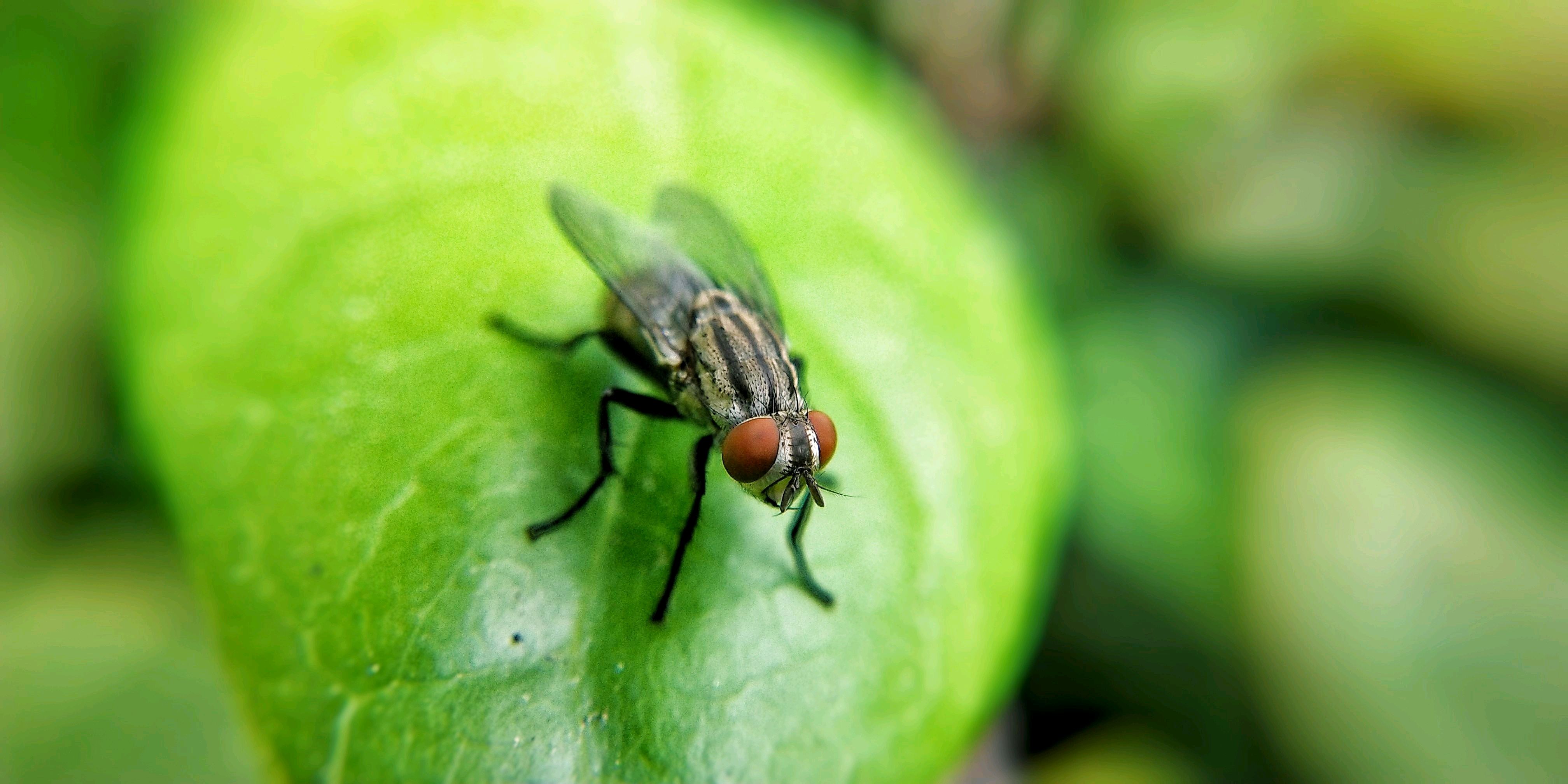 【x20】厌恶的苍蝇-第4页-手机摄影-vivo官网社区