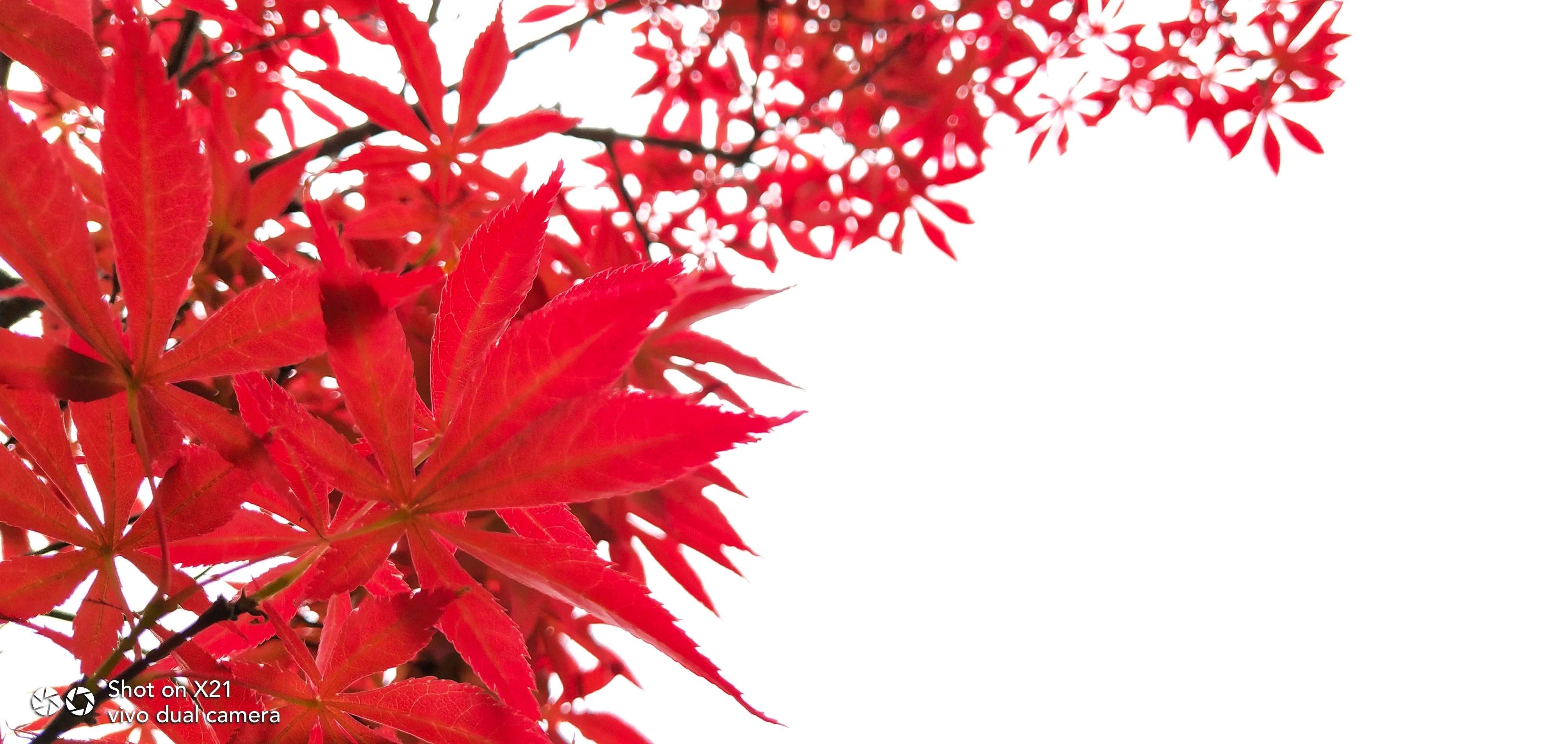 【我的故事】爱上摄影-第5页-v粉会-vivo官网社区