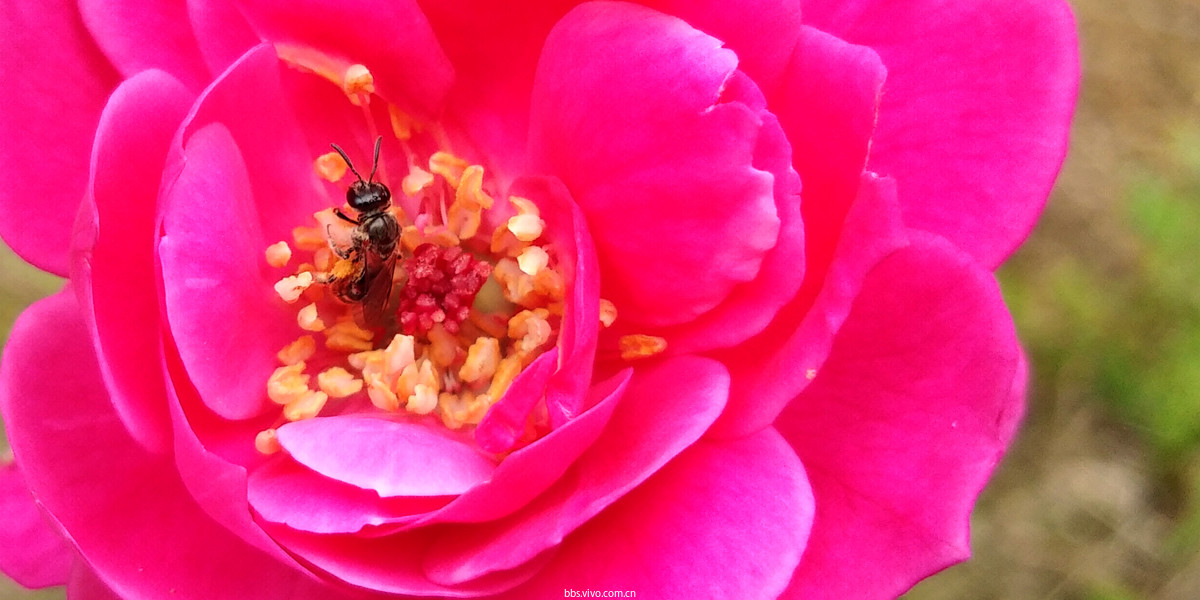 vivoY75s镜头下的花儿微距