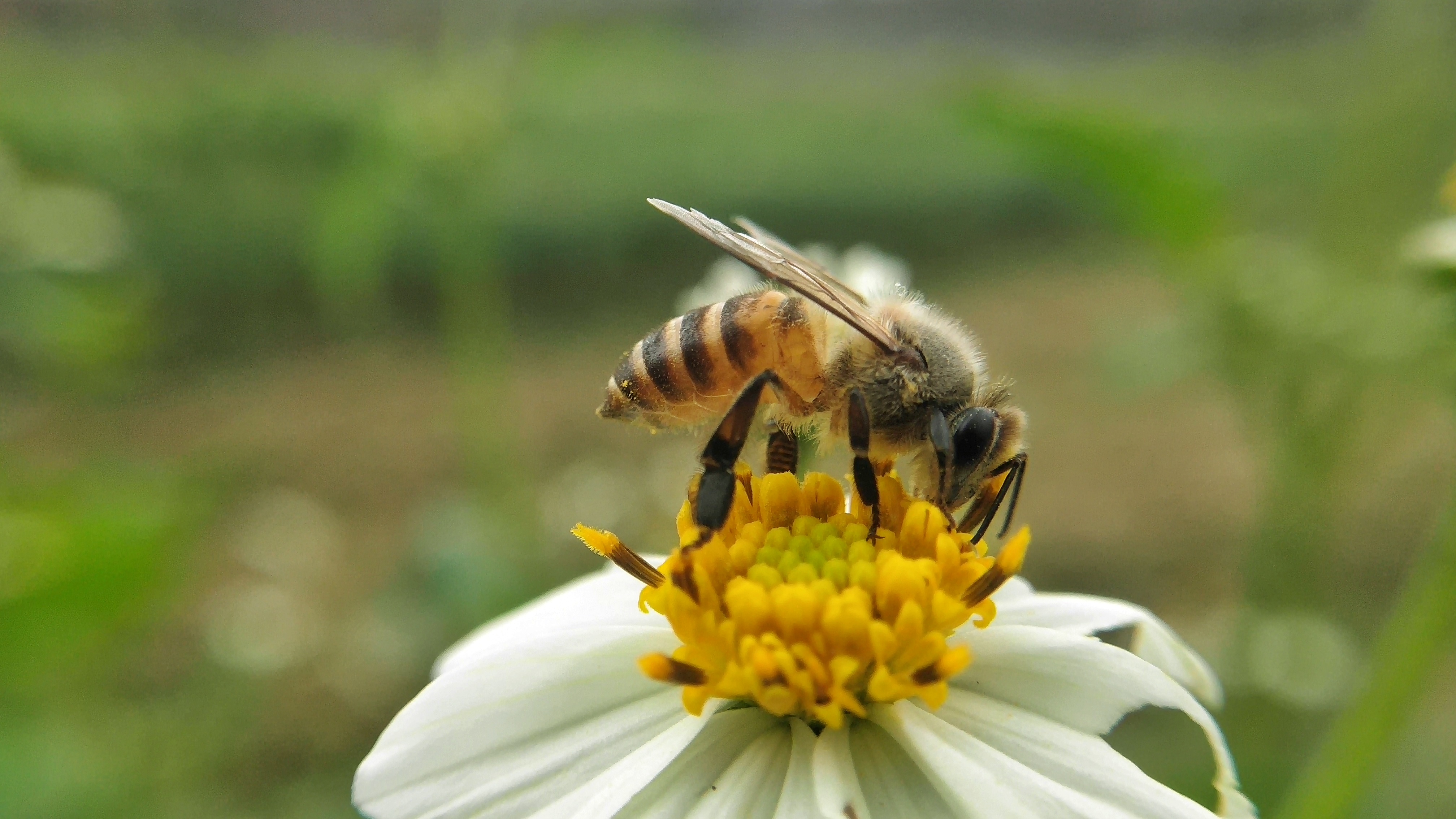 【x21样张】蜜蜂