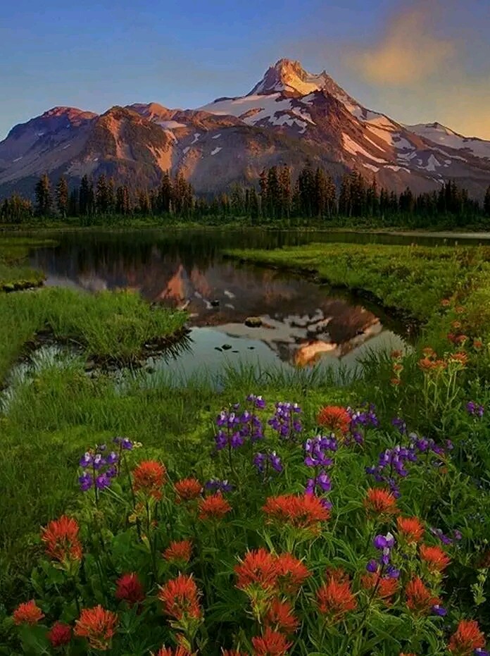 处的花草,中景处的湖水与森林,和远景的山脉,分层明显,画面延伸感强