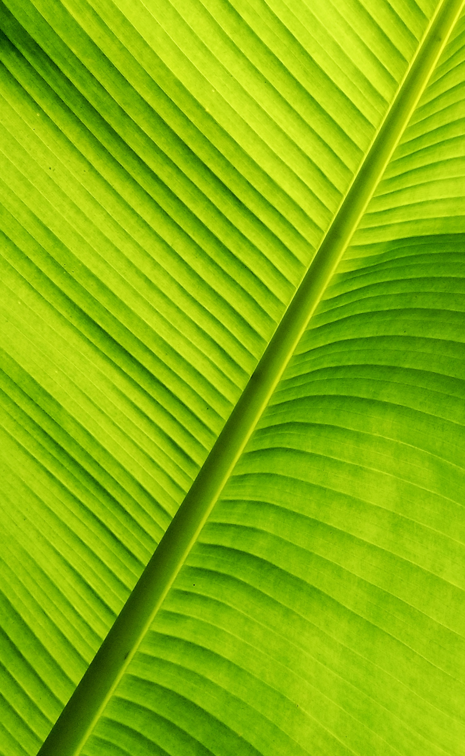 【x21样张】小品集-第3页-手机摄影-vivo官网社区