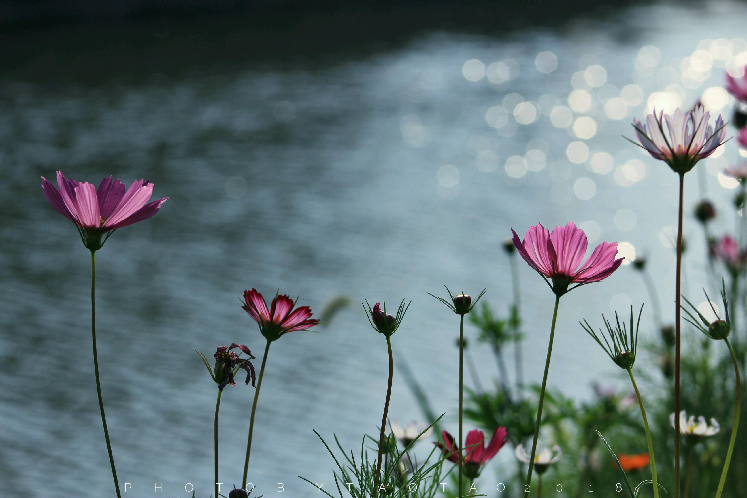 【摄影作品欣赏·夕阳下的格桑花】