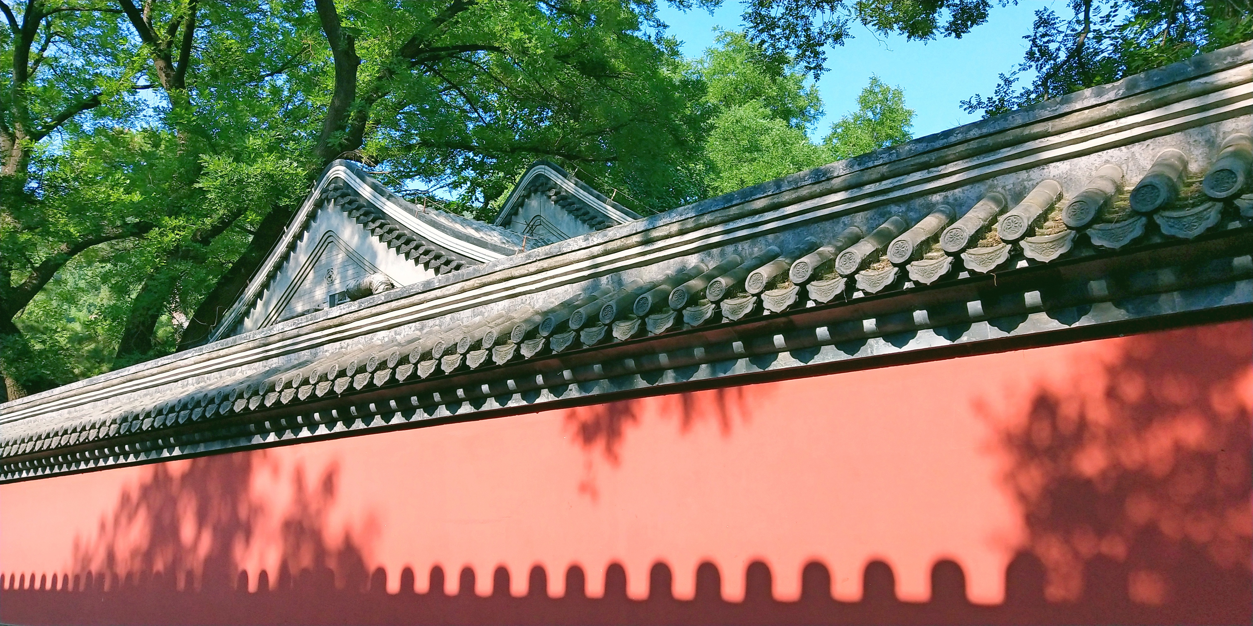 【x20】绿影红墙