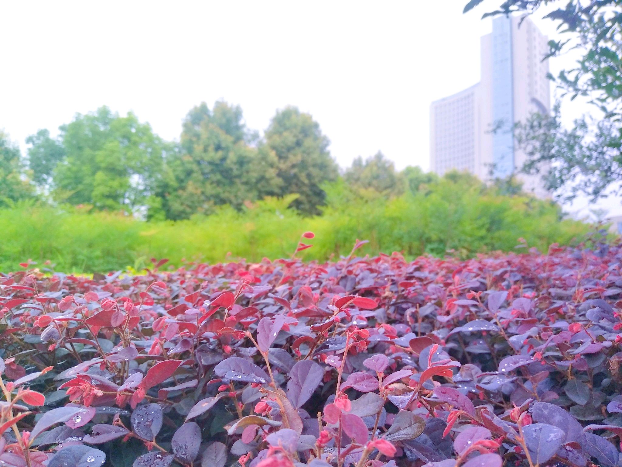 【vivox9】夏日晨风,从心头吹过