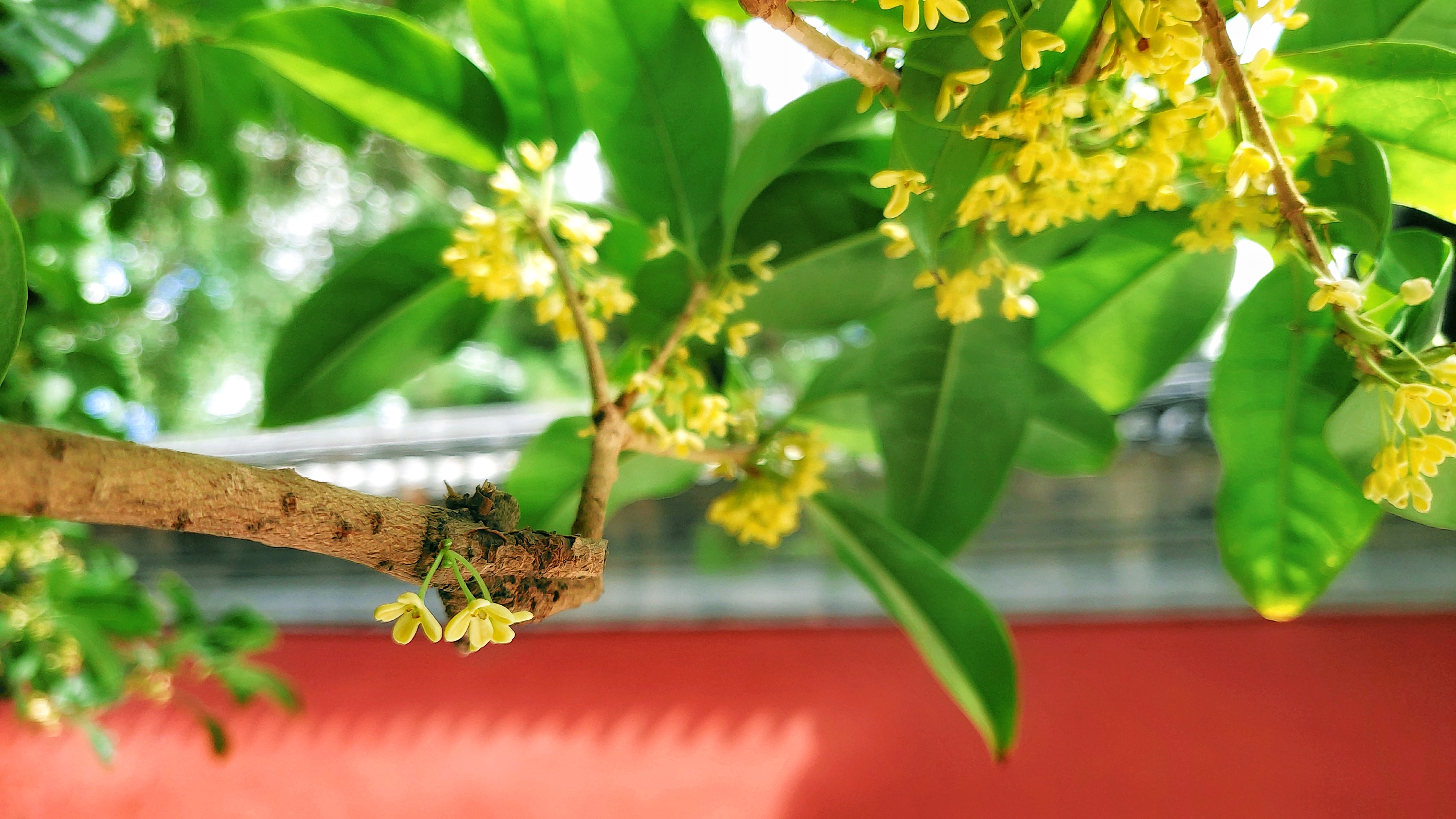 【nex样张】桂花飘香