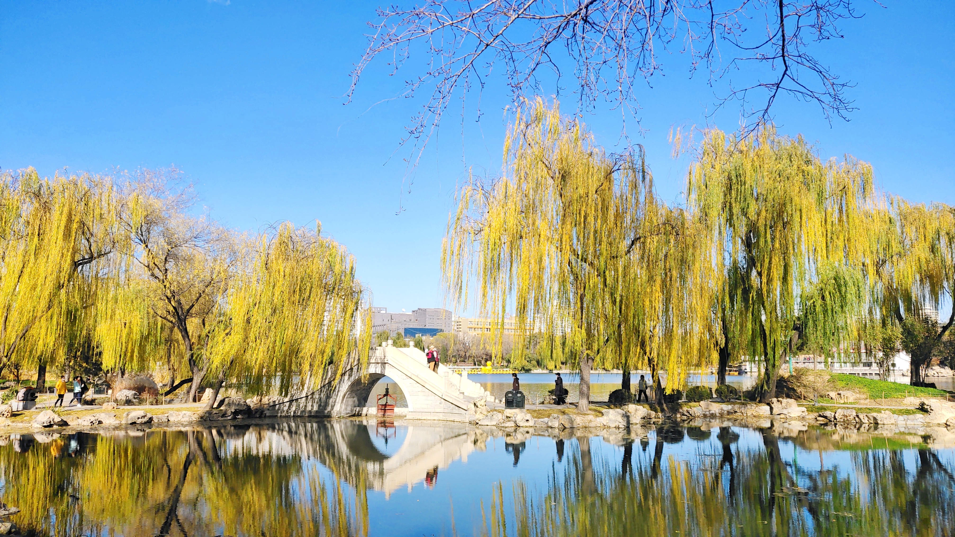 冬初的杨柳青黄渐变.