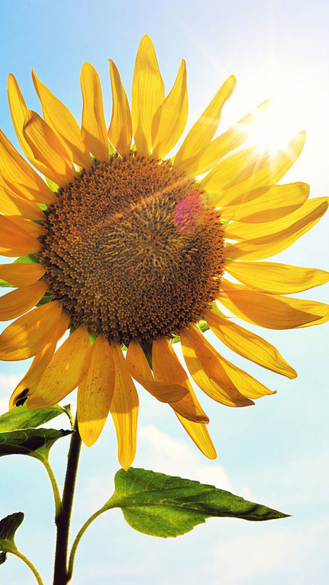 【壁纸分享】唯美向日葵壁纸