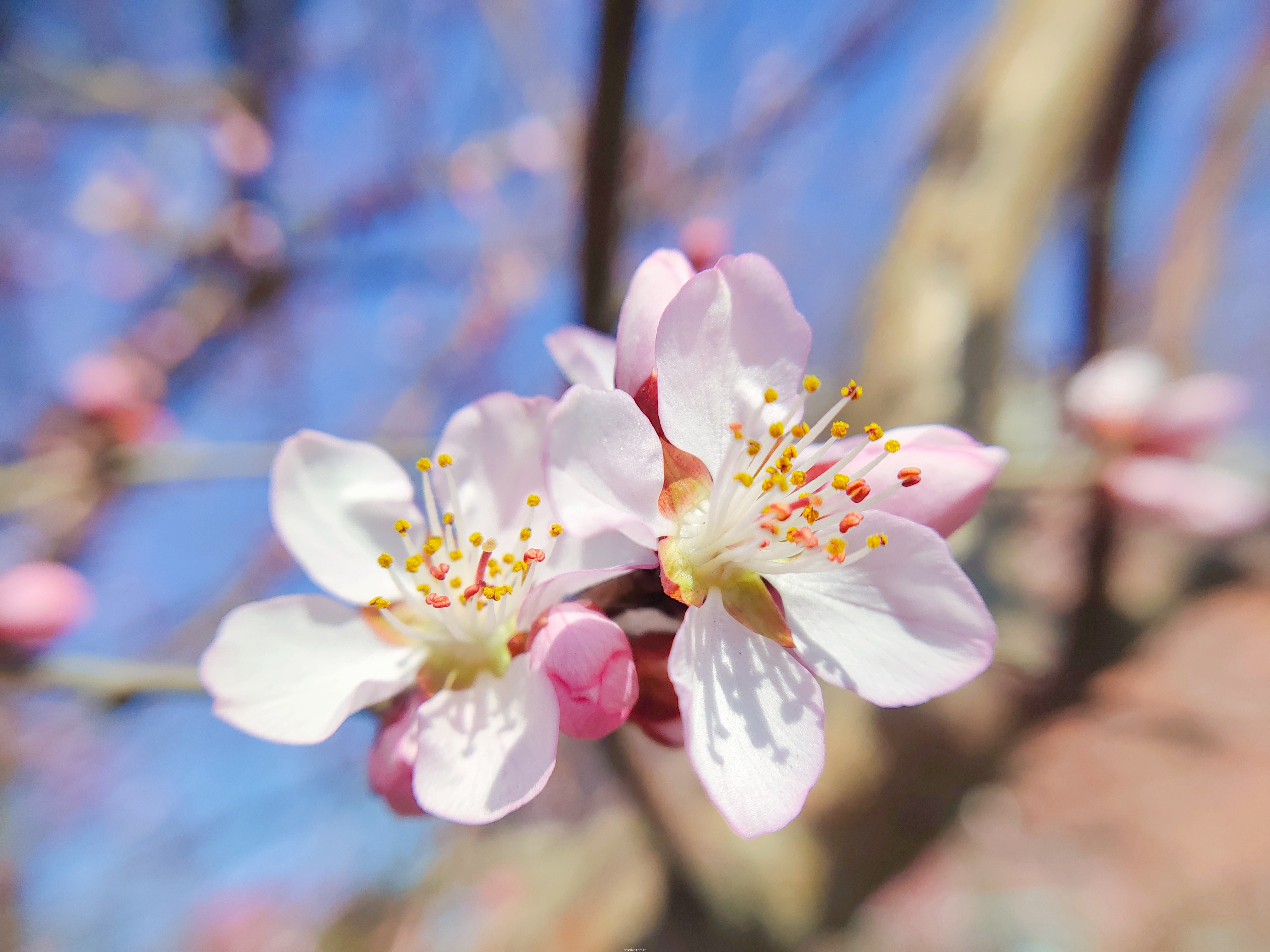 京桃白花图片