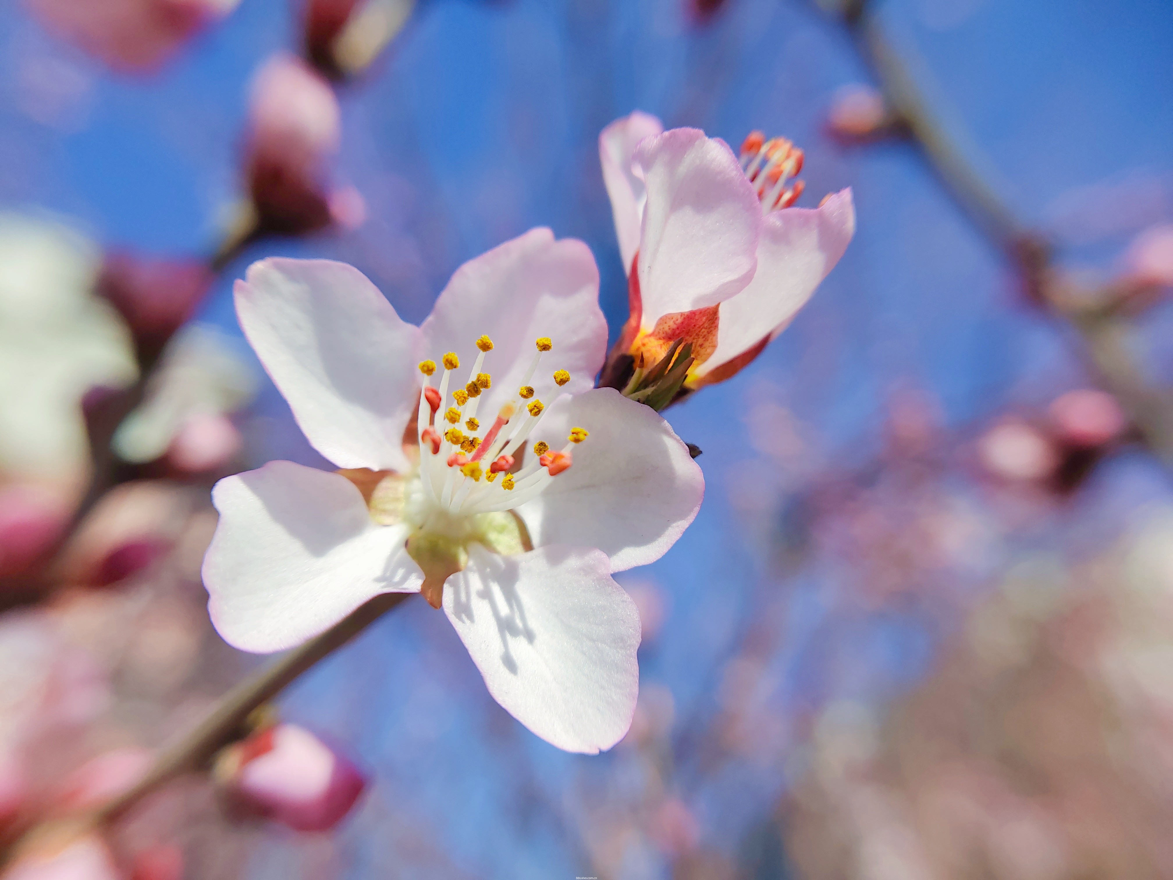 京桃白花图片