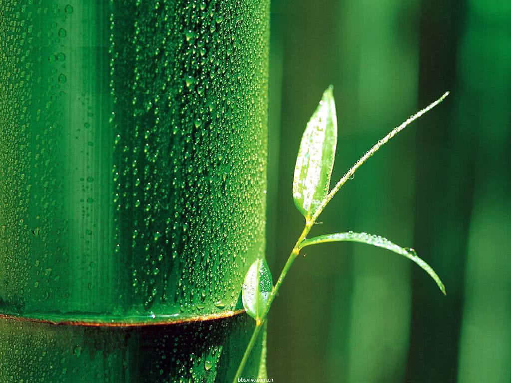 竹子照片唯美意境图片