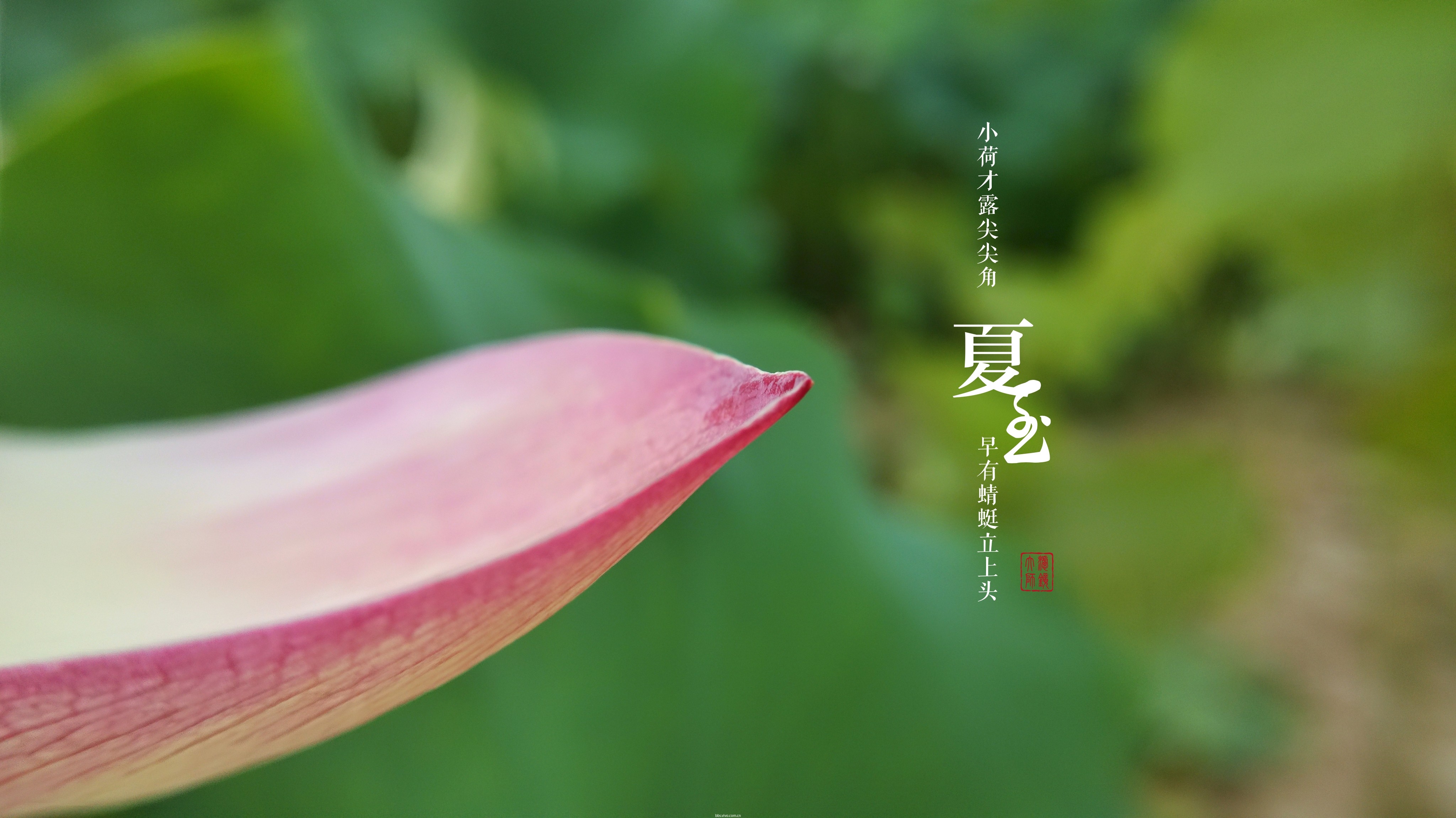 夏天的代表性的植物『夏天的代表性的植物夏天』