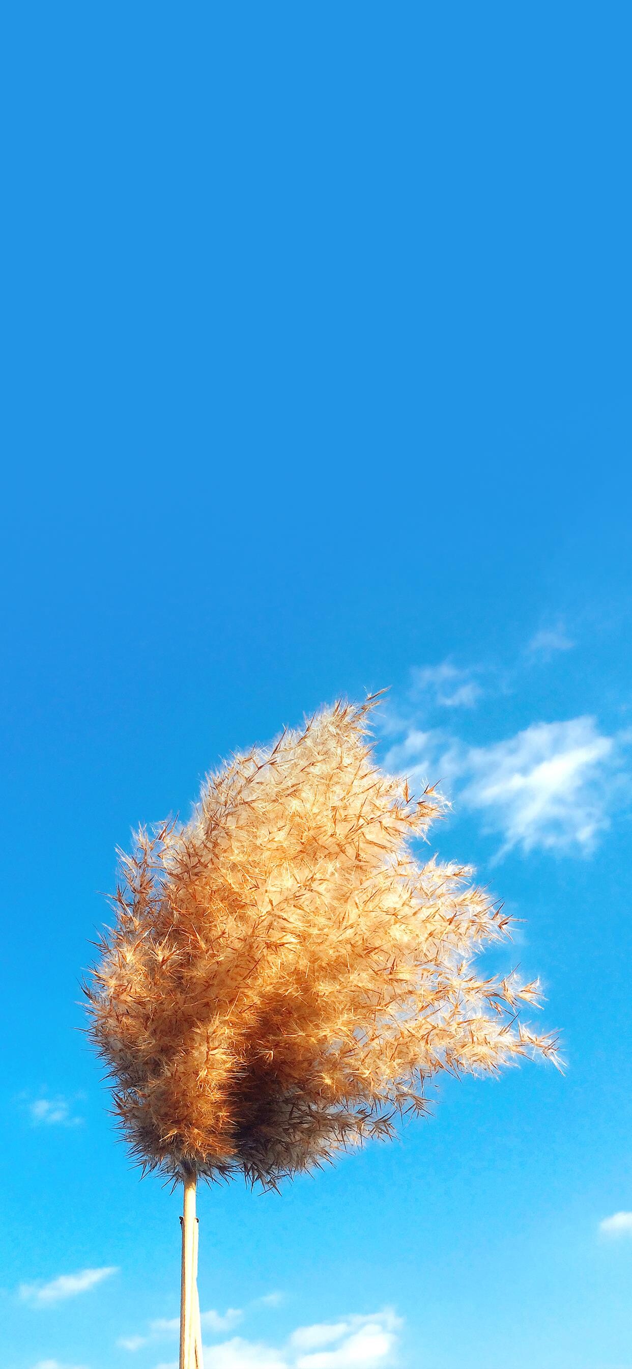 壁纸分享|晴空万里 百花开放 - vivo官网社区