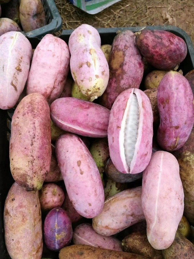 "正在消失"的6种野果,你见过或吃过几种?