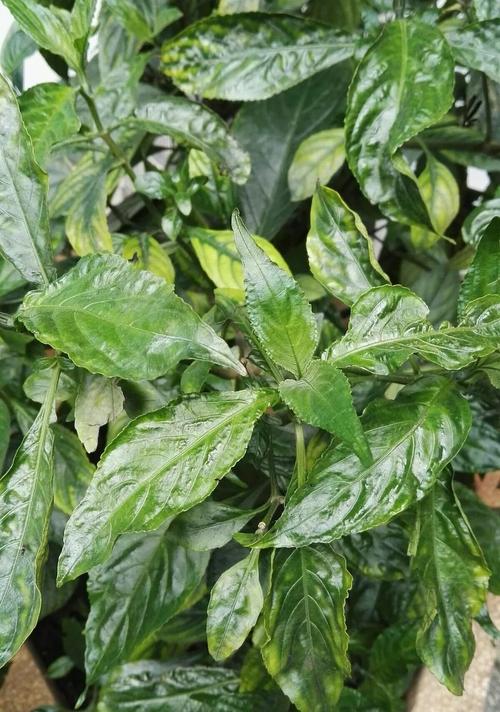 涂抹蓝色染料在脸上的画面,而这种染料来源于一种叫做菘蓝的染料植物