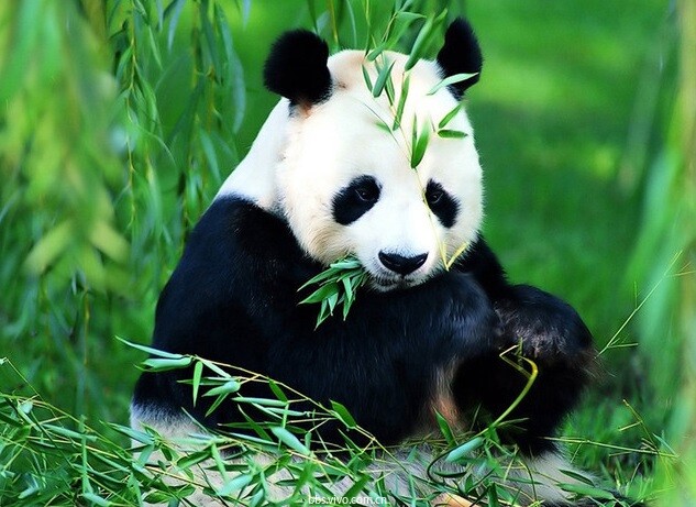 你知道我国十大国宝级动物吗?