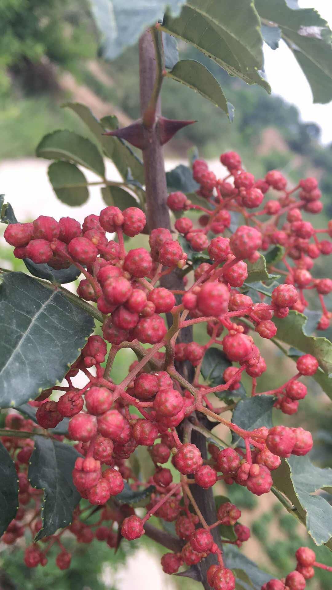 我家的花椒下来了 有喜欢的么-手机摄影-vivo官网社区